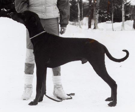 GÄRDESGÅRDENS BAGHERA BALOO S 26421/91h född: 1991-03-31 e: SUCh S(DRAG)Ch Korad Julietteville s Sylvester S 36674/88h u: SUCh SBCh SLCh S(DRAG)Ch Korad Zorin s Micro-Milou S 19448/86h Uppfödare o