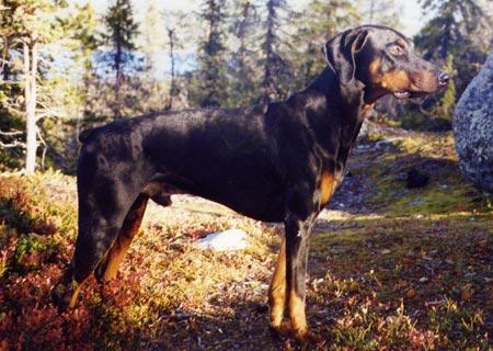 WOBBSTER S XITING XMIC S 30129/92h född: 1992-04-08 e: INT o SUCh SV-92 Korad Virtus J:son Decor S 16790/89h u: Återvalls Amie 19758/86h Uppfödare: Anette Ljöner, Järfälla Ägare: Malin Eriksson,
