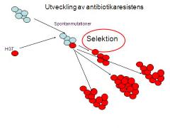 Mutationer eller upptag