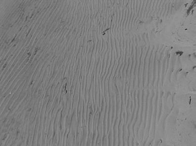 BILAGA 6: STRANDNÄRA FOTOGRAFIER, PERSBOLS STRAND Bilderna utgör stickprov av de strandnära områdena längs Persbols strand, samtliga valda för att de är representativa.