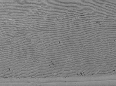 Där samma siffra förekommer i samma bild, representerar de flera fristående rippeltåg av samma typ. 3 2 1 Strandkant till höger i bild med botten c:a 5m ut.