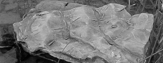 1:2. BEHOV AV OCH SKÄL FÖR STUDIEN Jordens historia innehåller en rad tidpunkter då utvecklingsprocessen tagit större kliv än normalt.