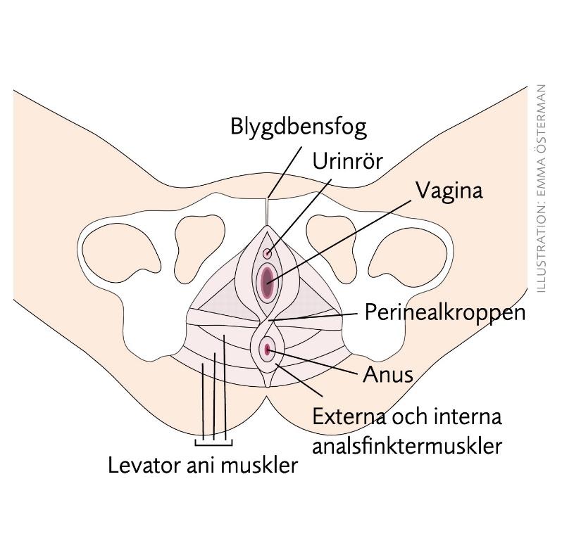 Musklerna fäster vid blygdbenet, svansbenet, korsbenet och sittbensknölarna (Brännström, 2016; Olsson, 2016). Bildkälla: SBU, (2016b), sidan 12. Illustratör: Emma Österman 2.