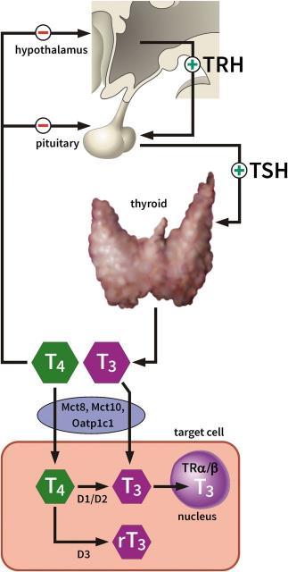 Tyreoidea sjukdom och: Normala förändringar Thyroid hormone physiology. Fertilitet Missfall IQ Vissenberg R et al. Hum. Reprod. Update 2015;humupd.dmv004 The Author 2015.