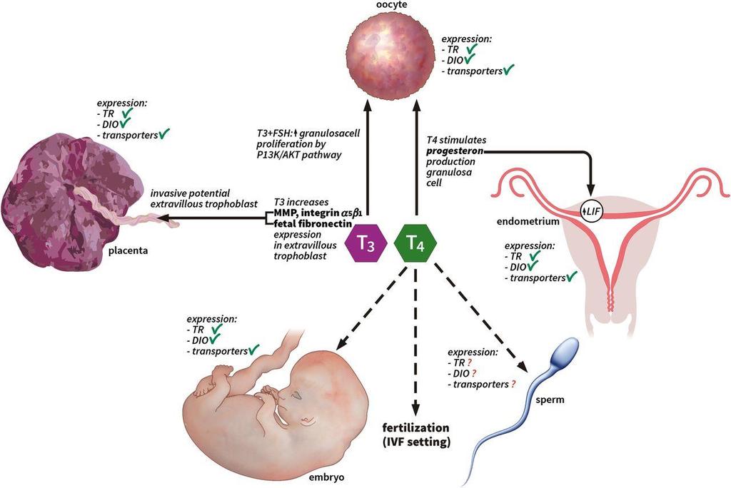 Mechanisms of action of thyroid hormones in the reproductive system. Vissenberg R et al. Hum. Reprod. Update 2015;humupd.dmv004 The Author 2015.