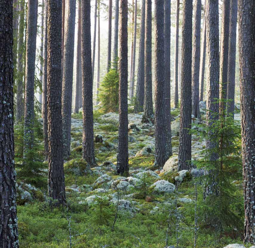 Holmens skogar 2017 Total landareal 1 301 000 ha Total skogsmarksareal* 1 153 000 ha - varav naturvårdsareal 192 000 ha Produktiv skogsmark** 1 042 000 ha Totalt virkesförråd på produktiv skogsmark