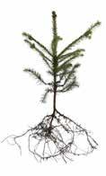 Planteringsutrustning Redskap att använda till plantering av täckrotsplantor. Redskap att använda till plantering av PluggPlusEtt och barrotsplantor.