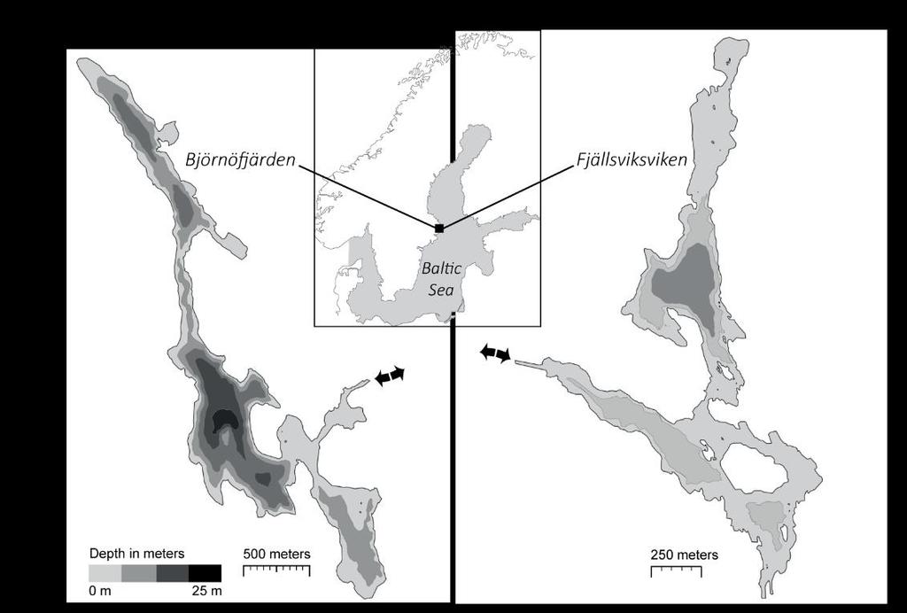 Fjällsviksviken är projektets referenssystem Fjällsviksviken, belägen ca 15 km nordost om Björnöfjärden, är projektets referensvik.
