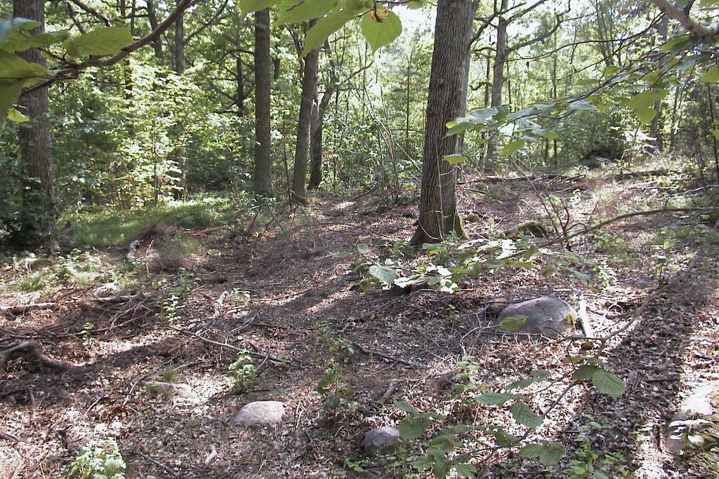 cutting at the study site Norra Vi.