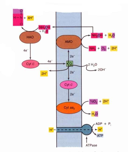 Ammonia oxidation: NH 3 +
