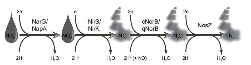 Denitrification Pathway pathway Denitrification is a respiratory process where oxidized
