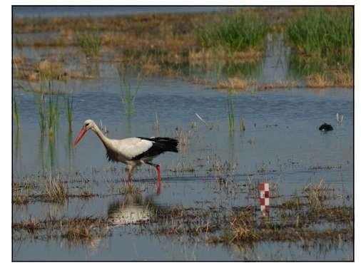 Constructed wetlands