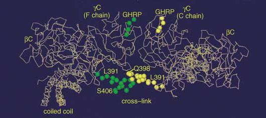Possible mechanism: Model of D-dimmer showing γ-γ cross-linked segments. The residues involved in cross-linking are shown as spheres. Doolittle RF.