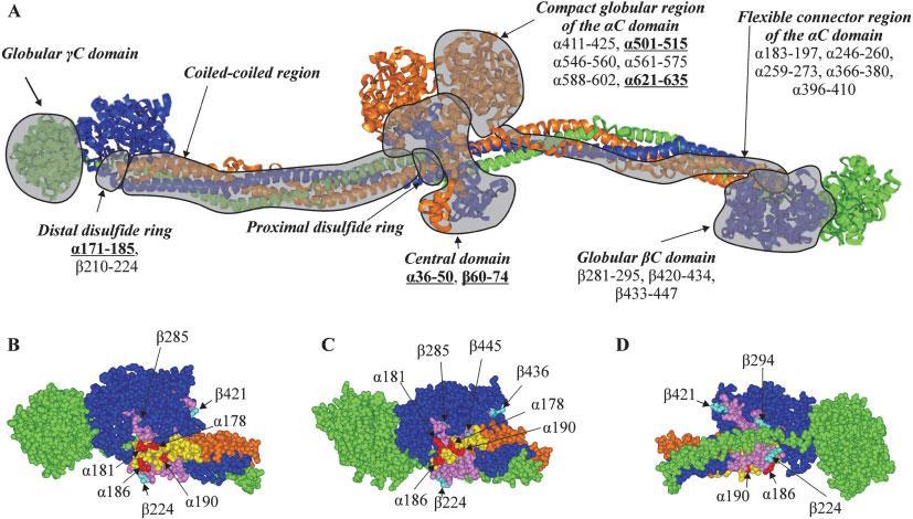 Fibrinogen är antigen Anti-citrullinated protein antibodies