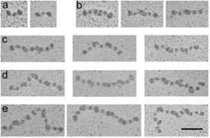 Fibrinogen är en av de första biologiska makromolekyler som