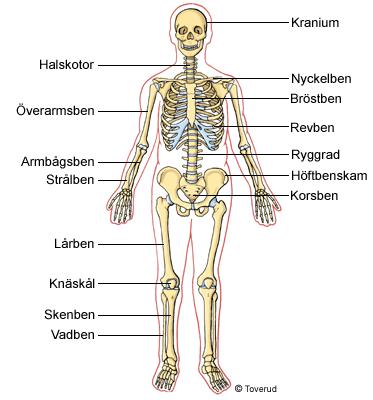 revben anatomi