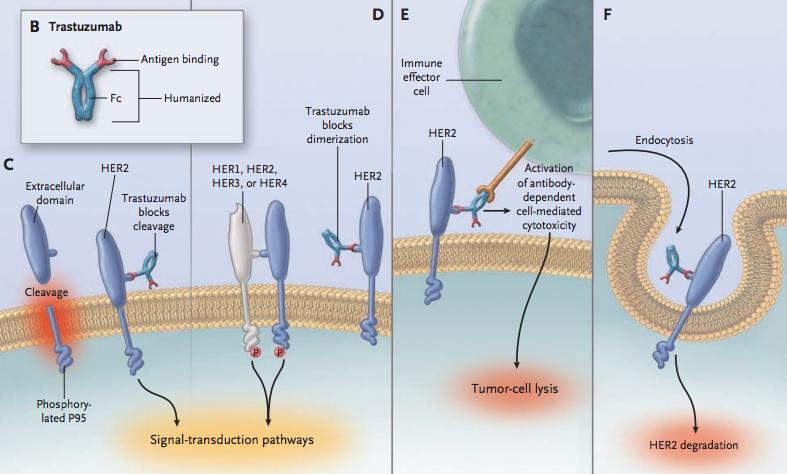 (figur 2 B) aktivera kroppsegna immunceller mot tumörcellen samt inducera endocytos och degradering av HER-2-receptorn (2 E och F) (12, 13, 15, 16, 23).