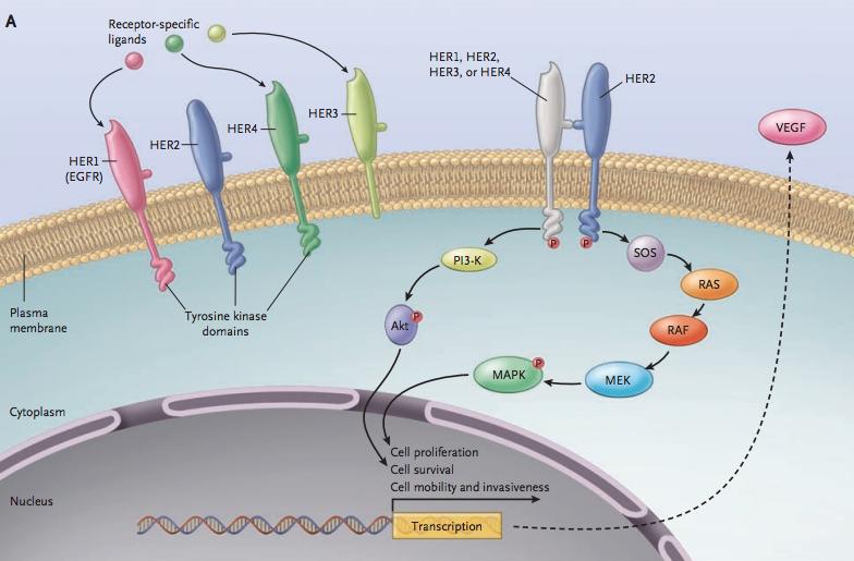 Human Epidermal Growth Factor Receptor 2 och bröstcancer Egenskaper hos Human Epidermal Growth Factor Receptor 2 HER2 är en typ av tyrosinkinasreceptor.