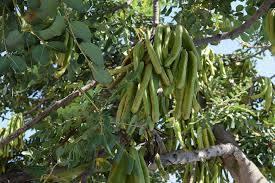 Baljorna har ett sött innerskikt och används som djurfoder. Pulvret från rostade och malda baljor, carob, används som ersättning för kakaopulver.