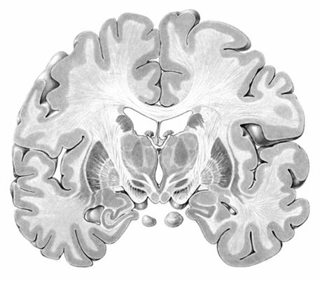 7 14. Vilken typ av sinnesimpulser har anknytning till: (3p) a) gyrus parahippocampalis (uncus) Svar: b) colliculus inferior Svar: c) nucleus trctus solitarius Svar:... d) nucleus mesencephalicus n.