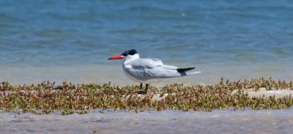 17 Brun glada Milvus migrans 1 Praia, near Airport 2.3, 1 Praia, near Airport 3.3, 1 Rabil Lagoon Boa Vista 7.3 och 1 Sal Rei, Boavista 9.