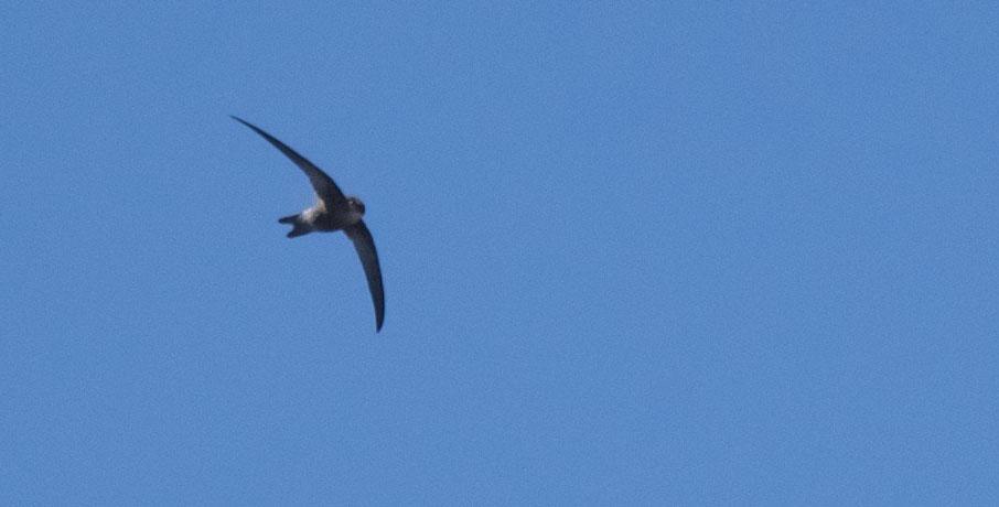 39 Skräntärna Hydroprogne caspia 1 Rabil Lagoon Boa Vista 7.3, 1 Sal Rei, Boavista 8.3 och 1 Sal Rei, Boavista 9.3 40 Storlabb Stercorarius skua 1 båtturen till Raso 41 Klippduva Columba livia var.