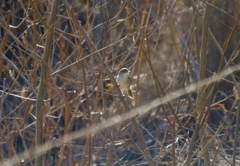 53 Ladusvala Hirundo rustica rustica 2 Ilheu de Curral Velho, Boavista 8.3 54 Hussvala Delichon urbicum 3 Barragem de Poilão, Santiago 1.3 och 3 Barragem de Poilão, Santiago 2.3 Kapverdesångare.