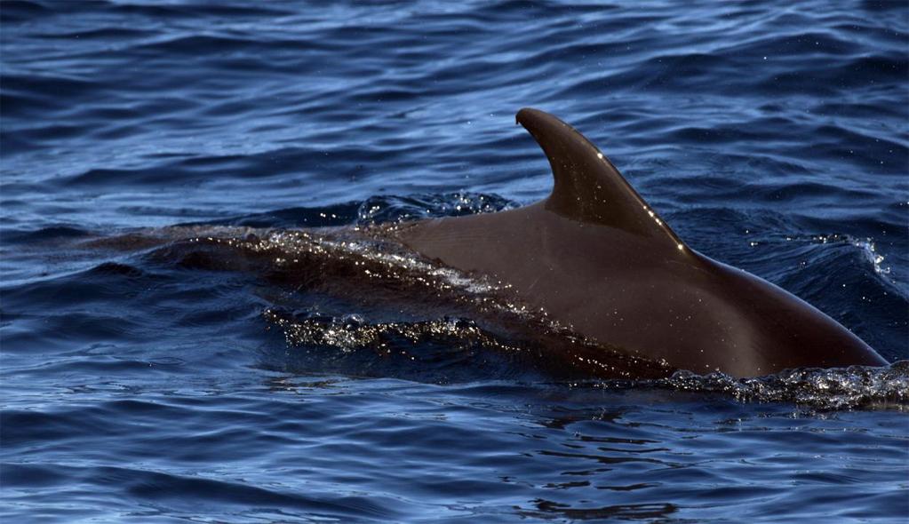 Kortfenad grindval. Foto: Bengt Antonson. Valar 1 Kaskelott Physeter macrocephalus 1 Tarrafal, Santiago 3.