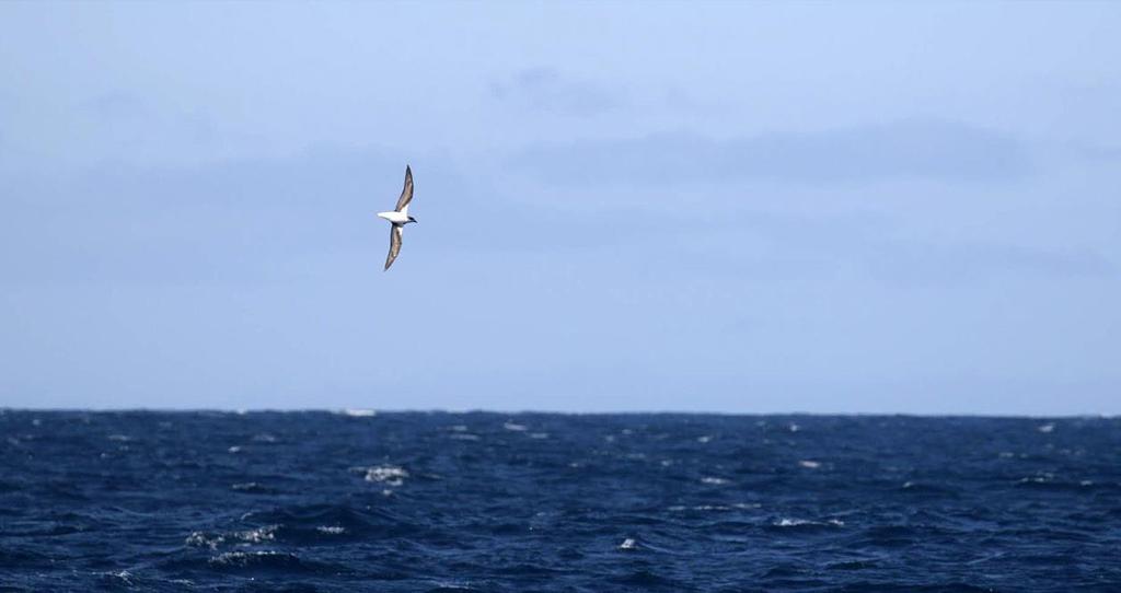 Kapverdepetrell. Foto: Bengt Antonson. Artlista fåglar 1 Hjälmpärlhöna Numida meleagris galeatus 6 Banana de Ribeira Montanha 1.3, 1 Pedra Badejo, Santiago 1.3, 5 Rui Vaz 2.