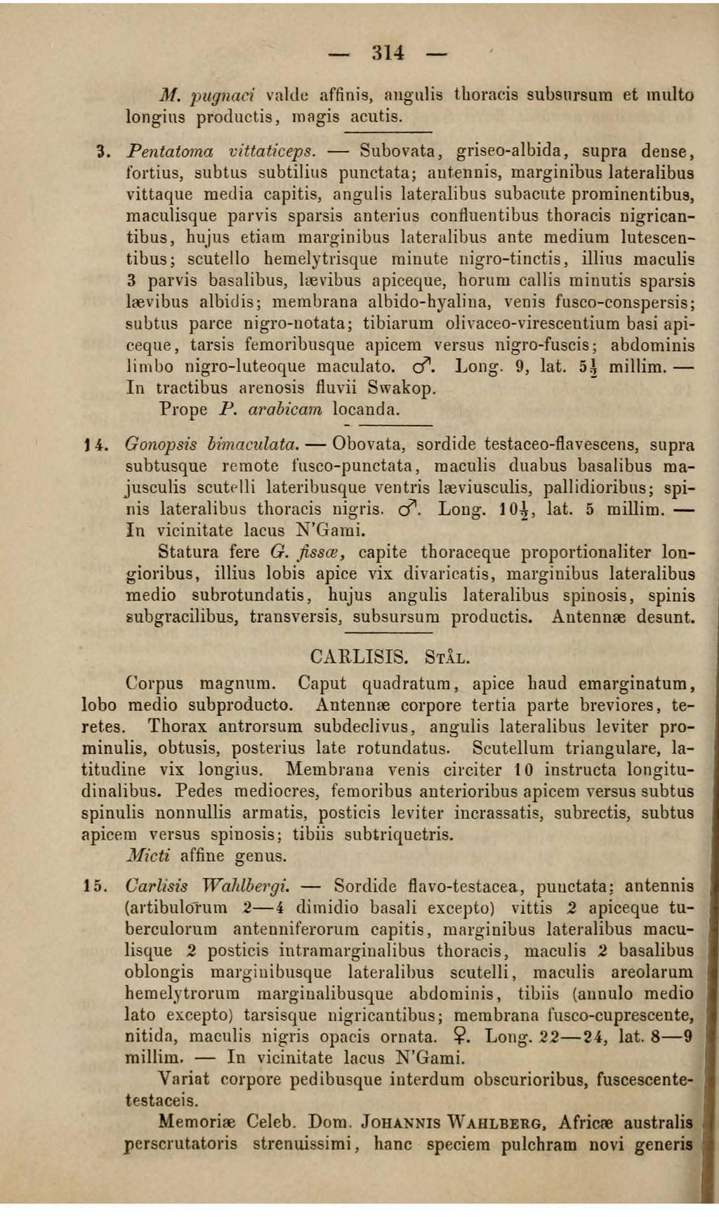 314, 1.l!. ]Jll[Jnaei valdc affinis, augulis thoracis subsnrsutn et tnulto Iongins productis, n1~gis acutis. ~. Pentato1na vittaticeps.
