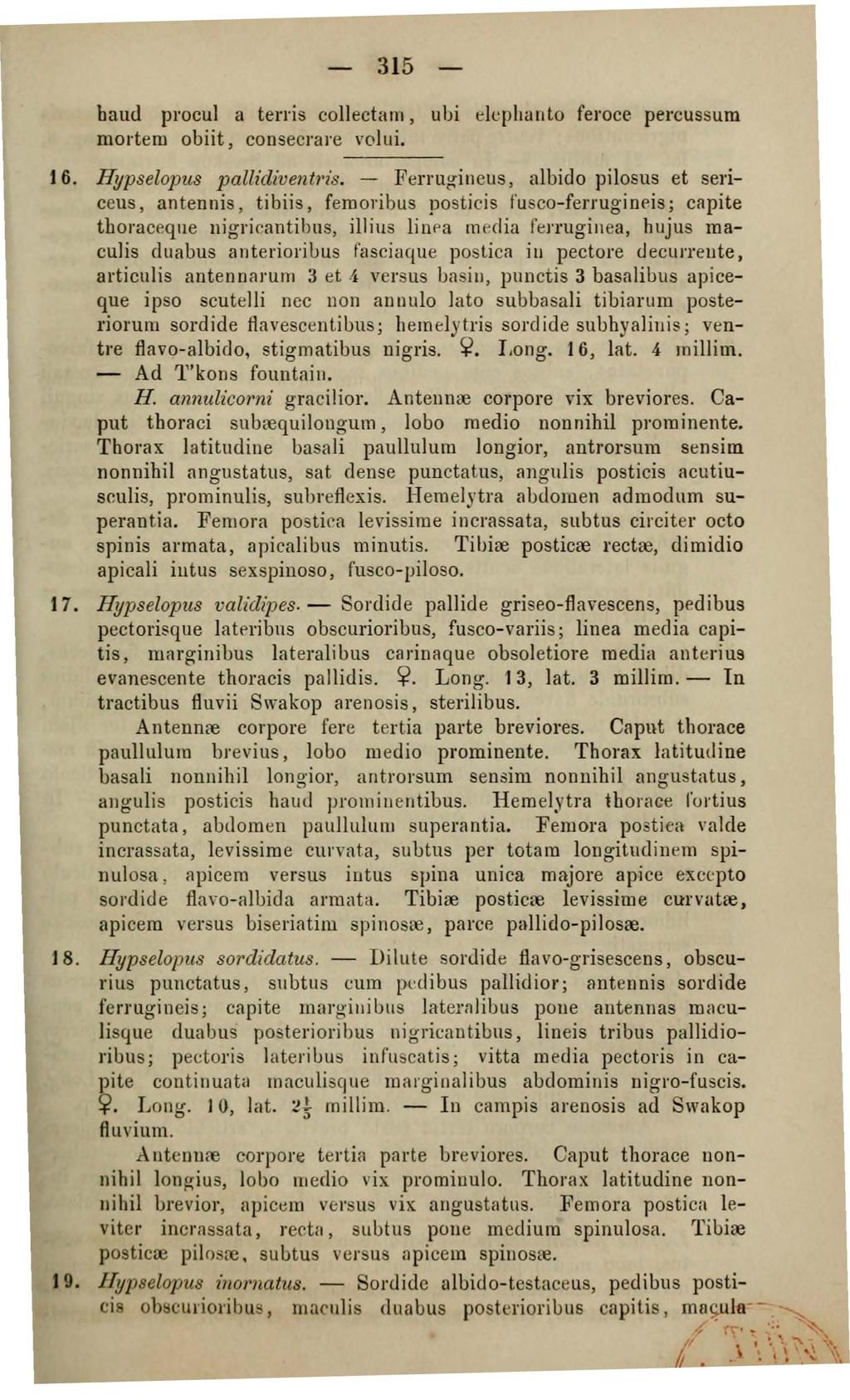 315 band procul a terris collectarn, uhi elcphanto feroce percussum mortem obiit, consecrare volui. 16. Hypselopus pallidiventris.