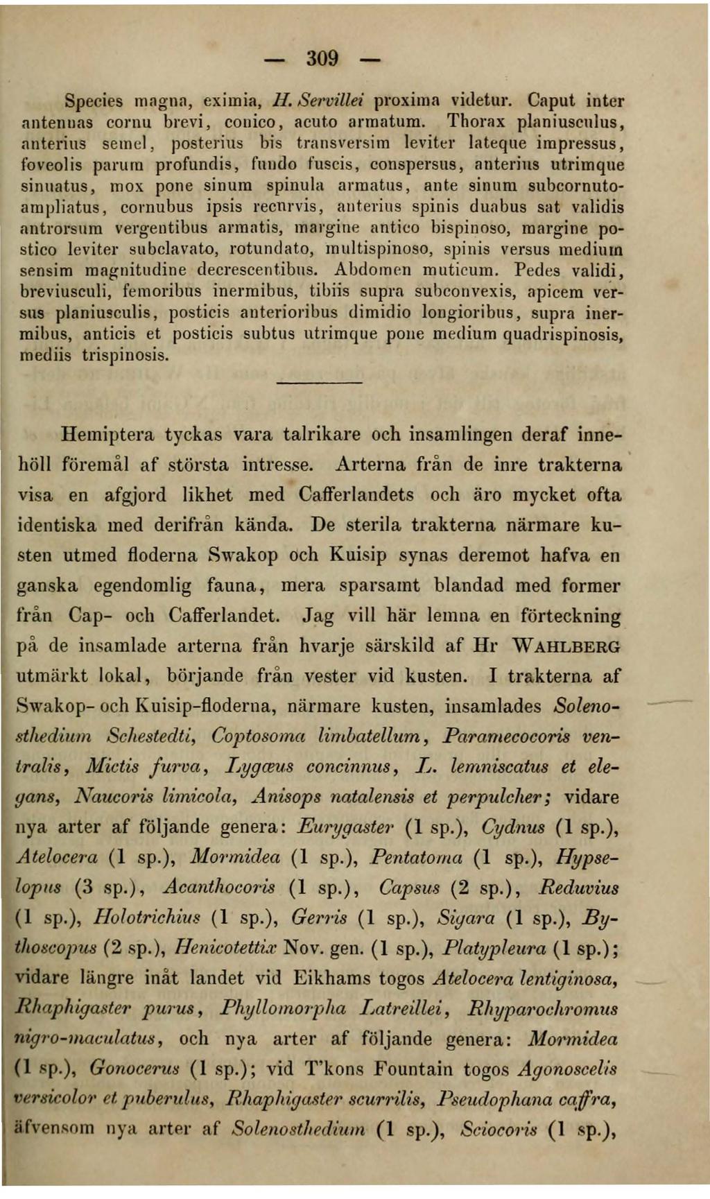 309 Species mngna, eximia, li. Servillei proxitna viuetur. Caput inter nntennas cornu brevi, conico, acuto armatum.
