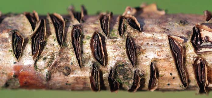 4 5 Figur 4-5. Eksprickling Colpoma quercinum på ungträd av ek Quercus robur. 4: Gamla, torra läpplikt slutna fruktkroppsbäddar omslutna av den uppspruckna barken.