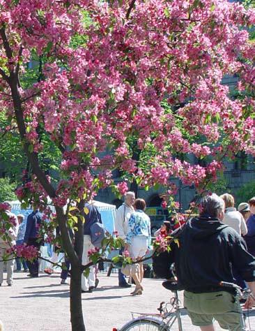 Tullbommens, Torparbackens och Iso- Antti lekparker samt Klenodparken i Ärvings genomgick en grundförbättring. Mejlans arboretum inklusive rosengårdarna byggdes om.