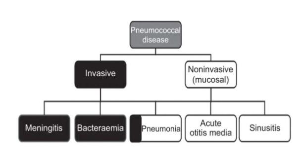 Pneumokocker, Streptococcus pneumoniae I näsa och svalg Vanligaste orsaken till bakteriella luftvägsinfektioner Invasiv sjukdom (sepsis, meningit, artrit) Polysackaridkapsel skyddar mot fagocytos Mer