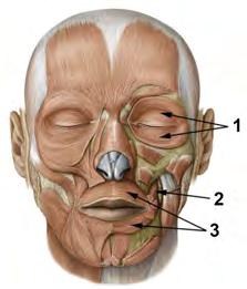 Tema 4 Ansiktsmuskler Ansiktets mimiska muskler kan ändra ansiktets utseende (ansiktsdragen), så att