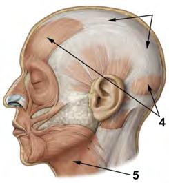 (5 p) a) Vilken kranialnerv har som huvuduppgift att styra ansiktets mimiska muskulatur?
