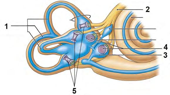 Tema 5 Del B. (5 p) Innerörat består av två delar båggångarna och cochlea, som är avgörande för vår balans respektive hörsel.