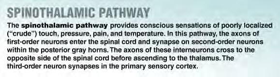 (5 p) Smärta och temperatur respektive finkänsel, vibration, tryck, proprioception förmedlas genom två olika bansystem till hjärnbarken.