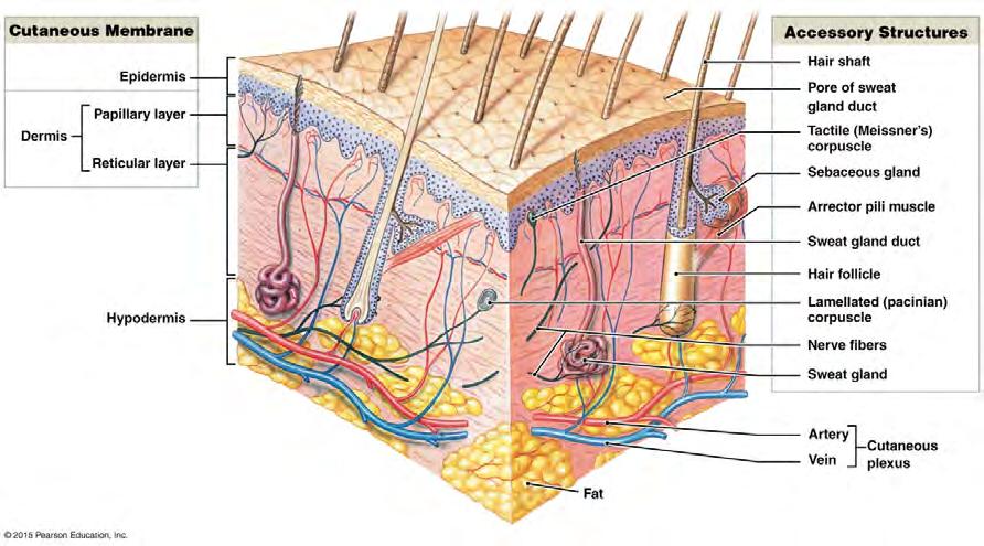 Tema 6 - Del B. (5 p) Redogör detaljerat med text och figur för hudens mikroskopiska struktur. Ange lager, körtlar, celltyper och andra karakteristika. Vilka känselkroppar hittar man i huden?