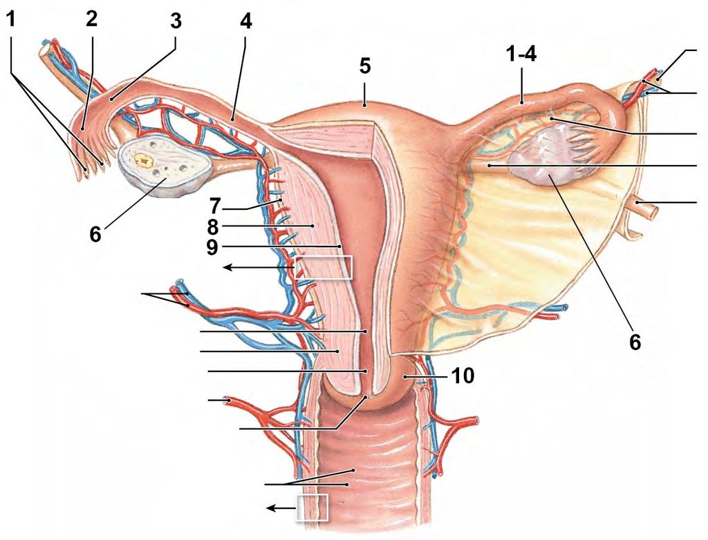 Tema 3 Kvinnliga genitalia Polycystiskt ovariesyndrom (PCOS) är en hormonell rubbning som kan förekomma hos kvinnor.