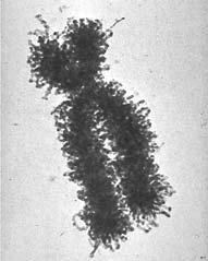 universitet DNA=deoxyribonukleinsyra Celler kroppens byggstenar