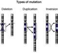 process med vilken genetisk variation uppstår Mycket långsam process vad gäller att skapa ny variation