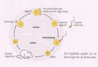 Den genetiska koden Kodon-tabell. Översättningen från bas-trippel till aminosyra.