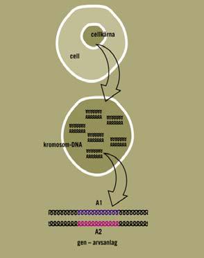 Gen: ett avsnitt av DNA som kodar för en viss funktion.