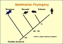 Homo sapiens Fylogeni Evolutionärt samband/relation