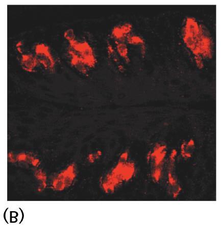 tungan färgad med en fluorescerande antikropp som visar smaklökarna