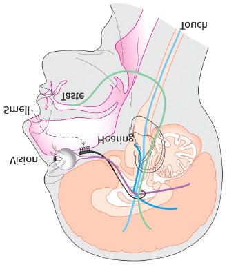 Sensory Systems - Våra sinnen LUKT SMAK SYN (smell, olfaction) (taste, gustation) (vision) HÖRSEL (hearing) KÄNSEL (touch, pain) Stryer, Kapitel 32 Sensory systems, s