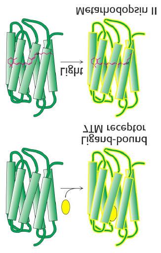 Rhodopsin Speciell 7TM-receptor för ljusabsorption Opsin (apoprotein) Första 7TM-receptorn som renats, klonats, sekvenerats och strukturbestämts + 11-cis-retinal (cofaktor) Kromofor, prostetisk grupp