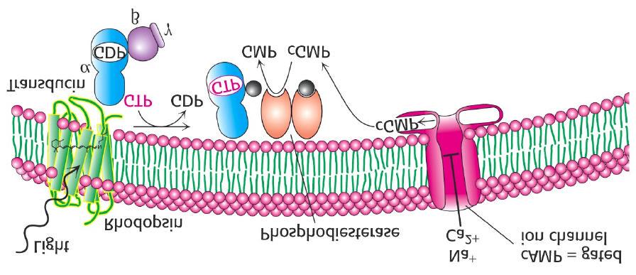 SYN - Visual signal transduction Ljusinducerad aktivering leder till hydrolys av cgmp, stängning av cgmpaktiverade jonkanaler och initiering av en aktionspotential.